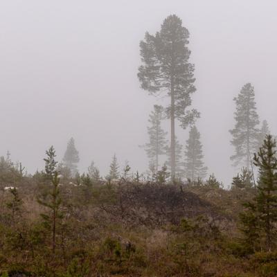 Summer Midnight Grey Foggy Clear Cut Hilltop Pinetree900
