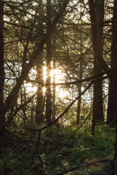 Sunbeams Through Treetrunks Background Glittering Water900