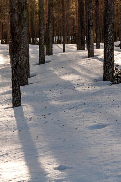 Winter Pine Forest Snowcovered Sunlit Shadows900