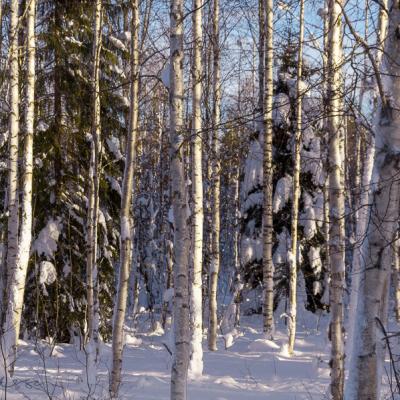 Winter Snow Decidious Forest Birchtrees Spruce900