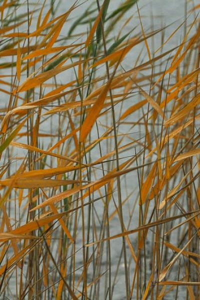 Abstract Reeds Autumncolours Windy