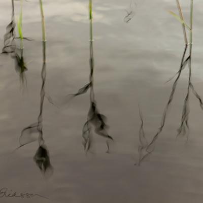 Abstract Reeds Blackreflection Watersurface