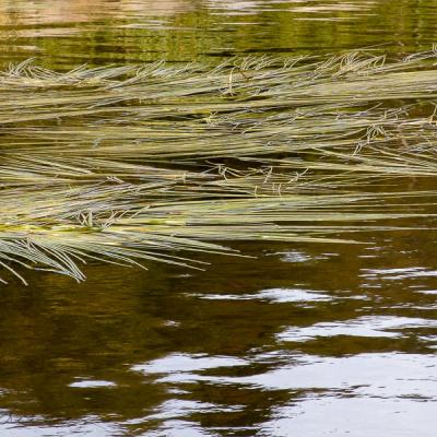 Abstract Reeds Floating Watersurface