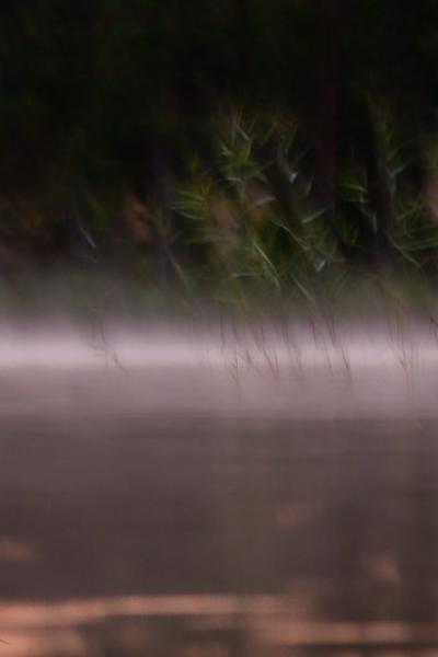 Abstract Reeds Goldenwater Forest