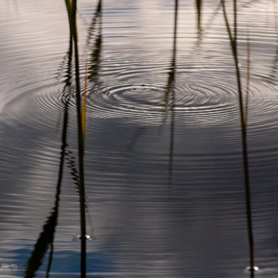 Abstract Watersurface Ripples Reeds Reflection