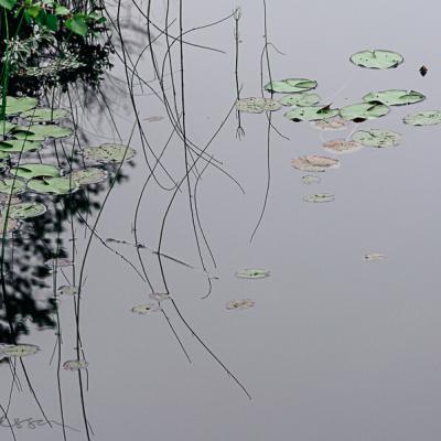 Water Lilies And Reeds Reflections900