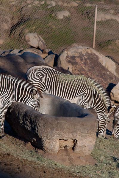A group of zebras by the water hole, San Diego Safari Park