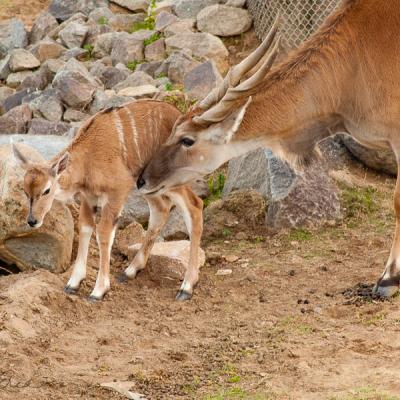 Safari Antelope Mother And Newborn Kid