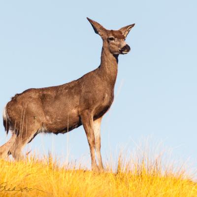 Safari Deer On Top Of A Hill