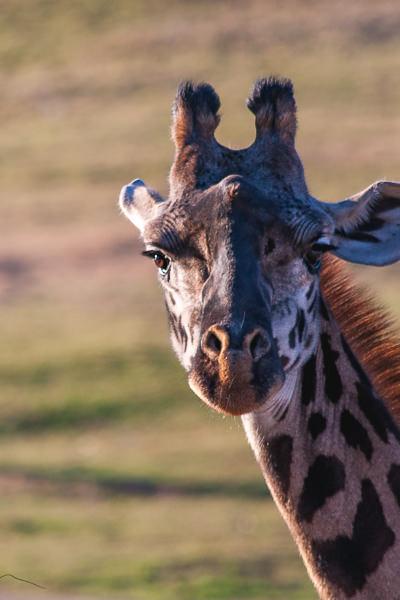 Safari Giraffe Closeup Front