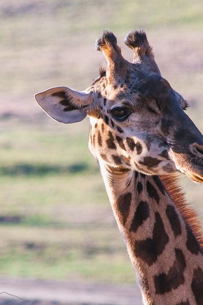 Safari Giraffe Closeup Looking