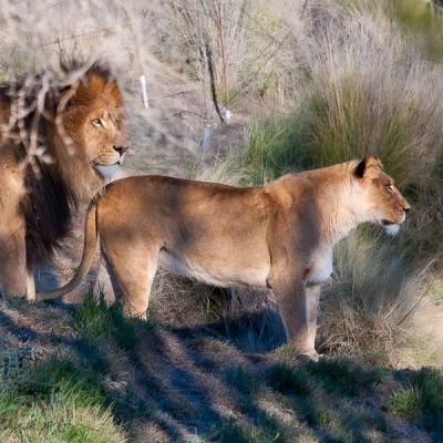 Safari Lion And Lioness Couple