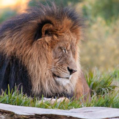 Safari Lion Closed Eyes
