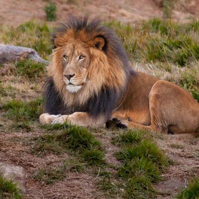 Safari Lion Resting