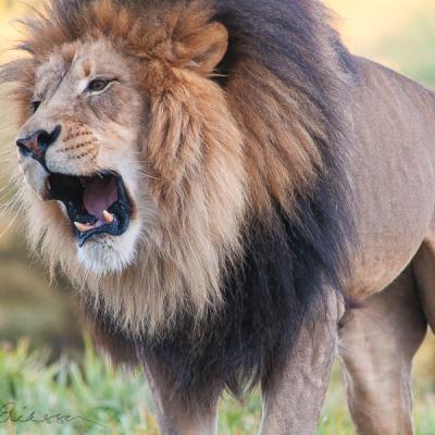 Safari Lion Roaring