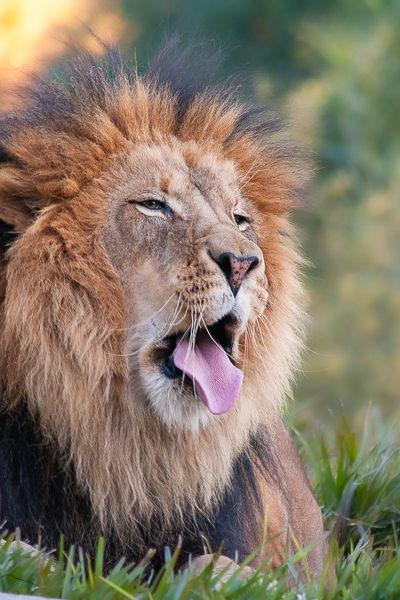 Safari Lion Yawning Tounge Out