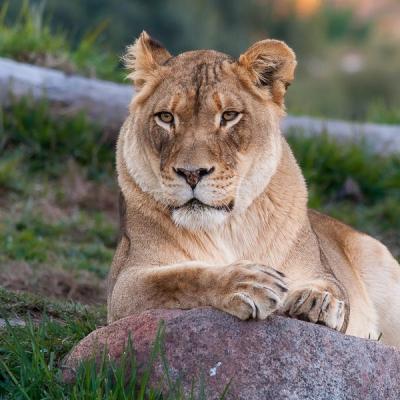 Safari Lioness Looking