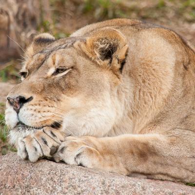 Safari Lioness Resting On Rock