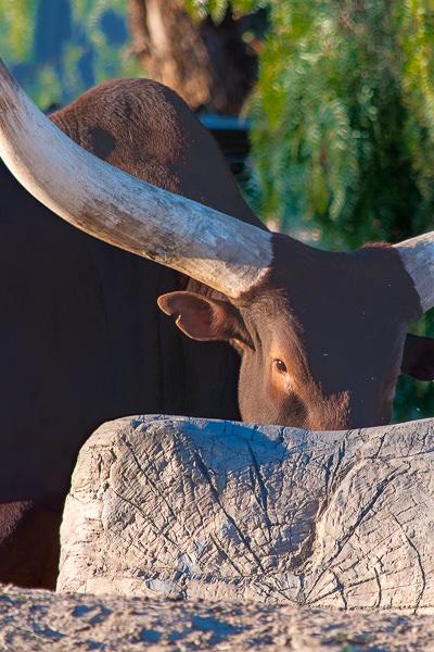 Safari Longhorned Bull Looking