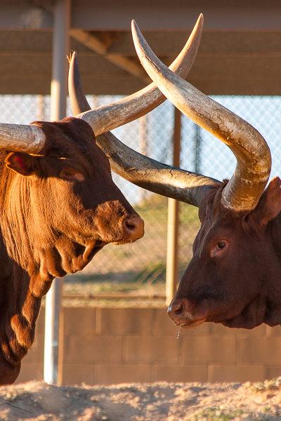 Safari Longhorned Bullfriend Touching Horns