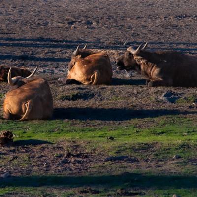 Safari Longhorned Family Resting