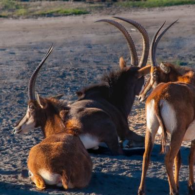 Safari Longhorned Goats Resting