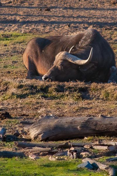 Safari Lonhorned Sleeping
