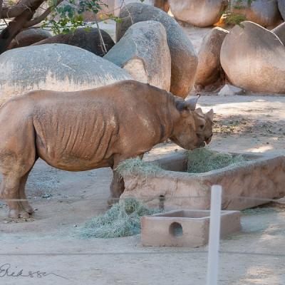Safari Rhino And Big Rocks