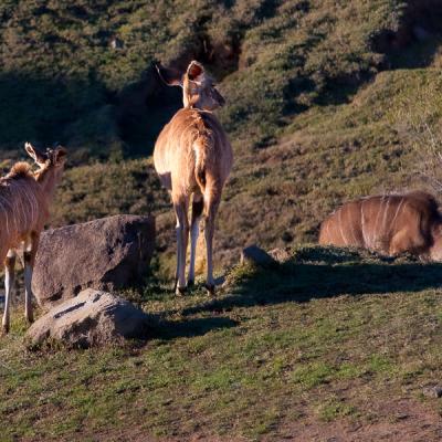 Safari Striped Deers Keeping Watch