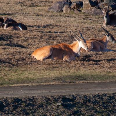 Safari Striped Deers Resting