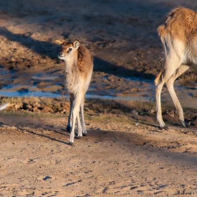 Safari Sunlit Deer Kid Deer And Mums Behind