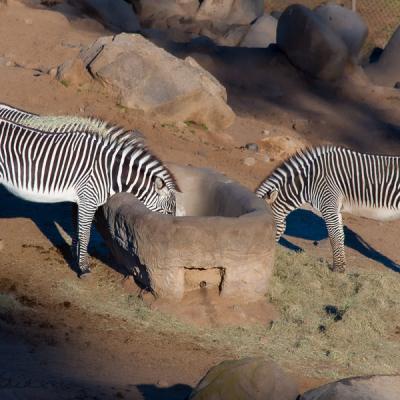 Safari Zebraz Drinking