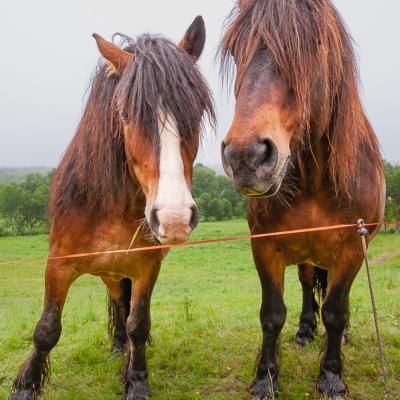 Norway Curious Horses Green Field Overcast900