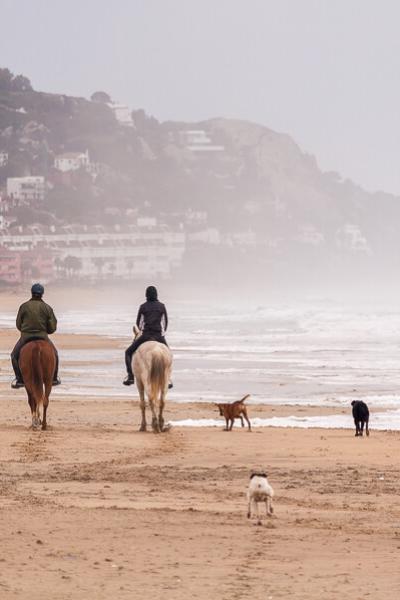 Spain Riding On The Beach Girls Horses Dogs Foggy900