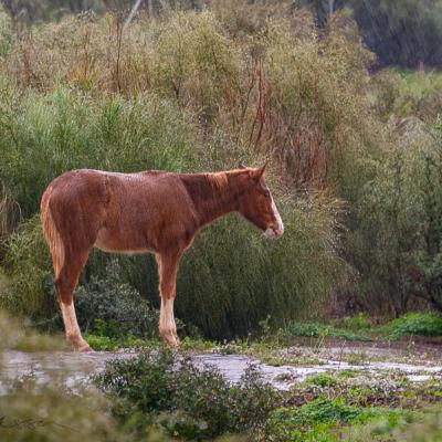 Spain Stoic Mule Horse Donkey Wet Raining900