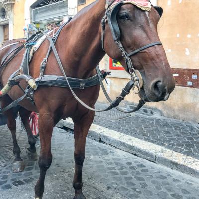 Spain Working Sadlooking Tour Horse Funny Cap900