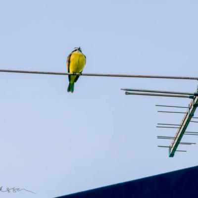 Brazil Yellow Bird On Antenna Blue Sky900