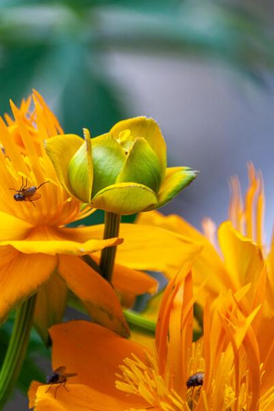 Garden Yellow Buttercups And Flies900
