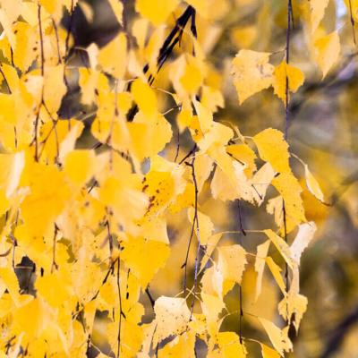 Sweden Birch Yellow Autumn Leaves Motion900