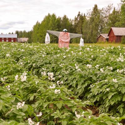 Se Lappland Potatofield Scarecrow Barns House900