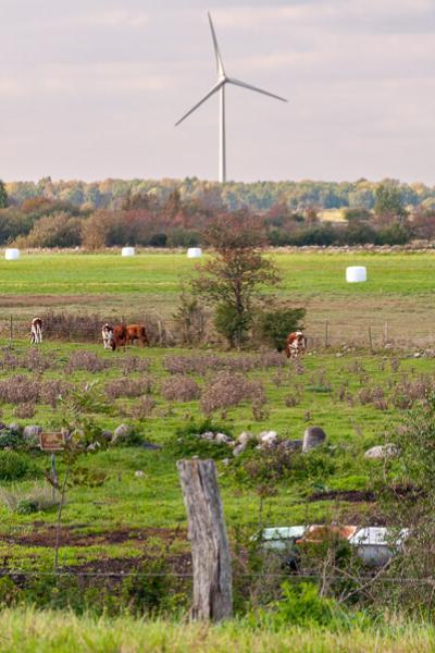 Se Pasture Grazing Cows Field Windmills Summer900