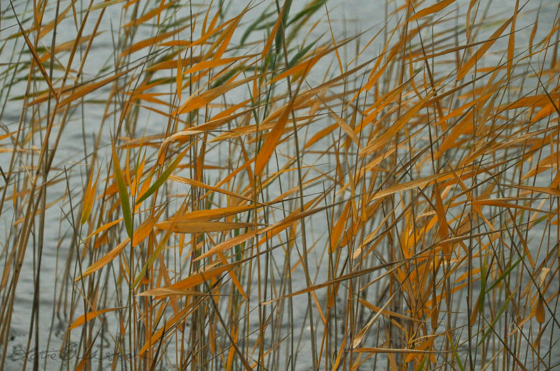 Abstract_reeds_autumncolours_windy