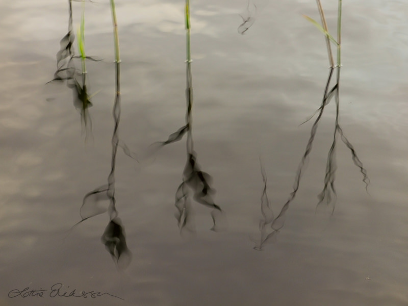 Abstract_reeds_blackreflection_watersurface