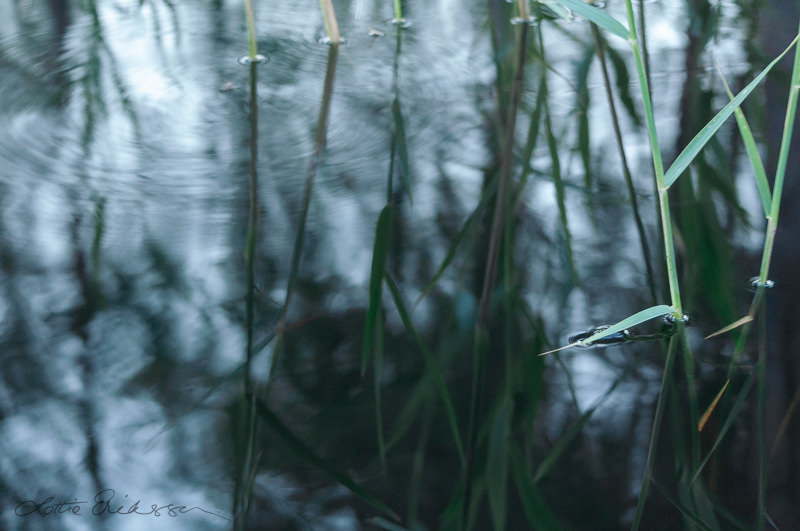Abstract_reeds_blurry_water_ripples_reflections
