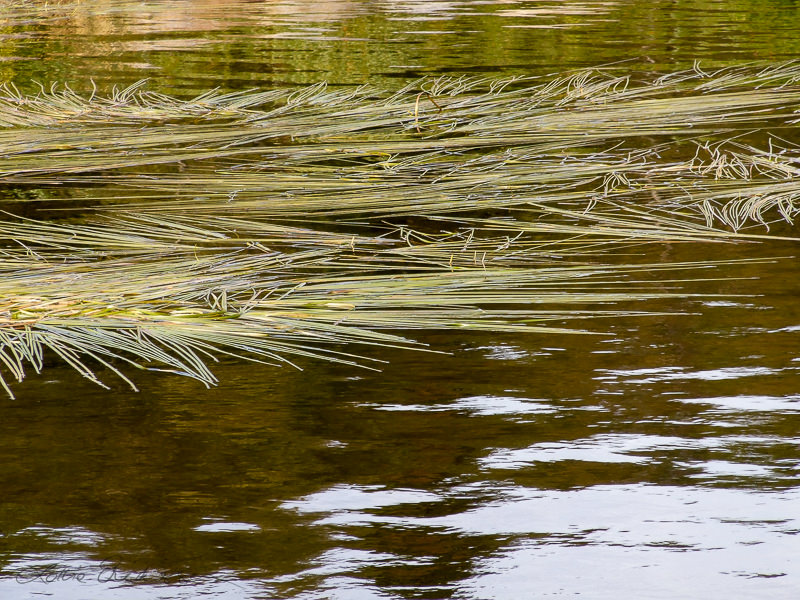 Abstract_reeds_floating_watersurface