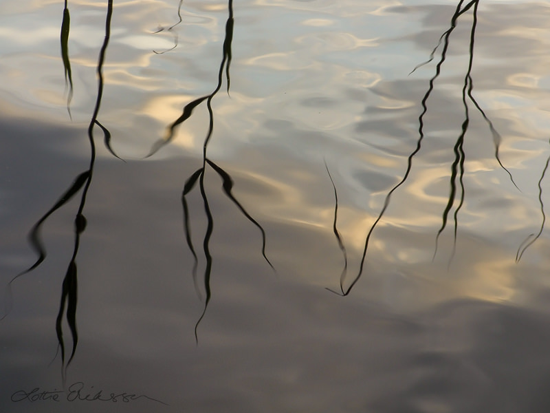 Abstract_reeds_reflection_watersurface