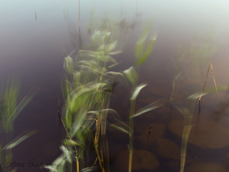 Abstract_reeds_windy_water