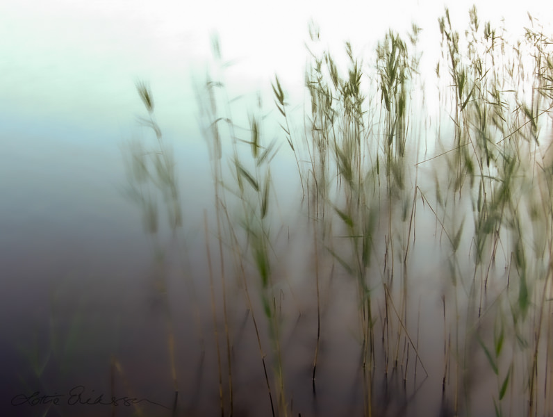 Abstract_reeds_windy_water_bright