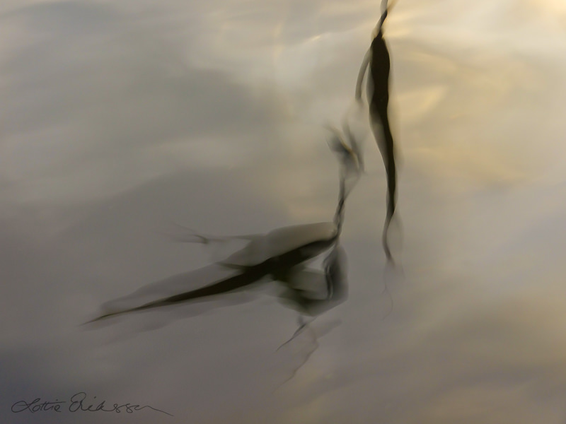 Abstract_singlereed_reflection_watersurface