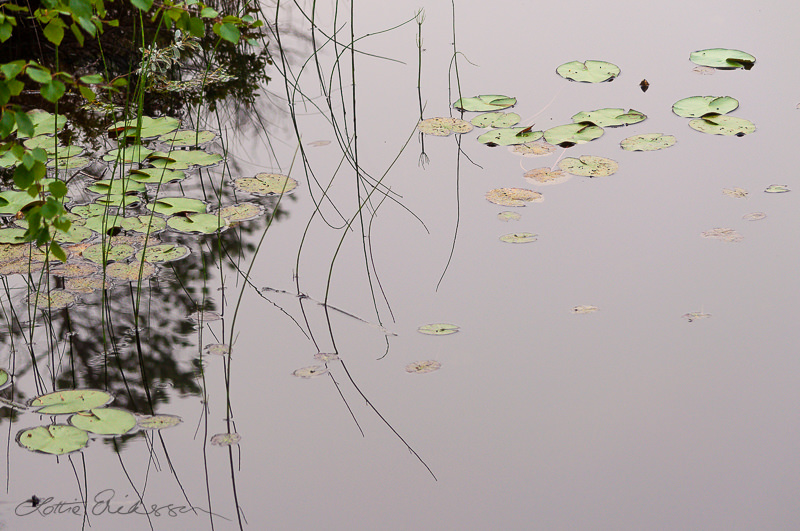 Abstract_watersurface_reflection_reeds_näckros
